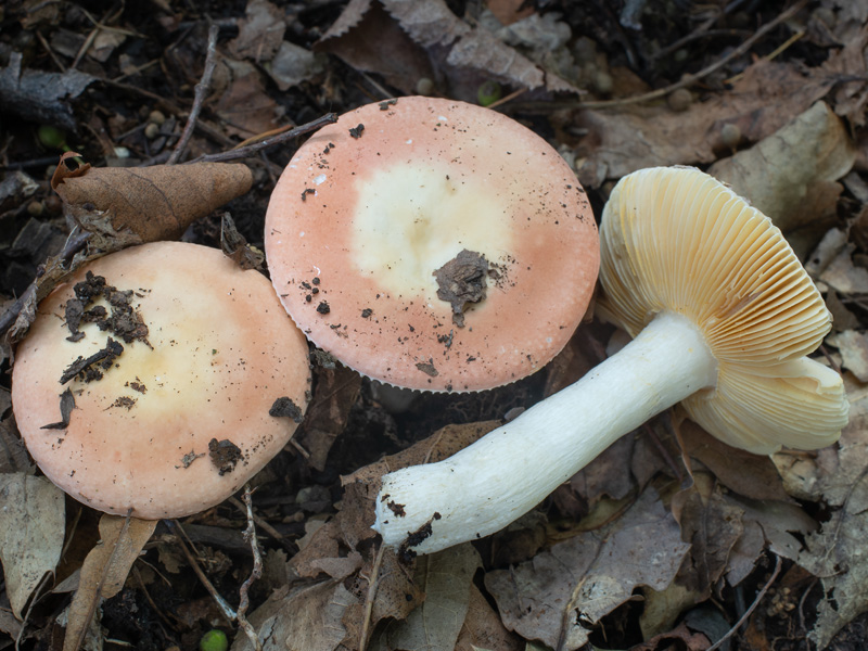 Russula risigallina